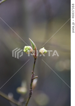 木の芽時 46837368