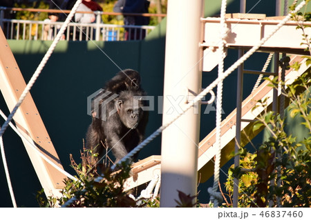 チンパンジーの親と子ども2頭 チンパンジーの親と子ども2頭 46837460