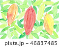 カカオの実 46837485