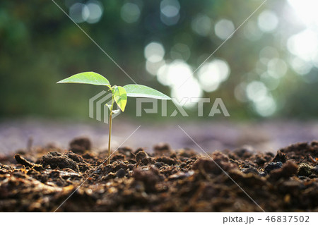 young planting growing in garden and morning light 46837502