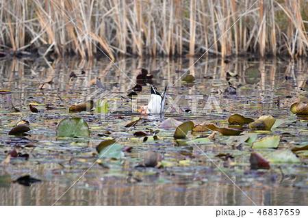 カモ・マガモ・可愛い・オス・お尻・潜る・十二月・池 カモ・マガモ・可愛い・オス・お尻・潜る・十二月・池 46837659