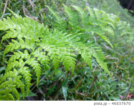 【兵庫県】　新緑と早朝のシダ植物 46837670