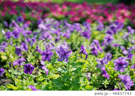 Purple Flower in Rama 9 park, Bangkok, Thailand 46837743