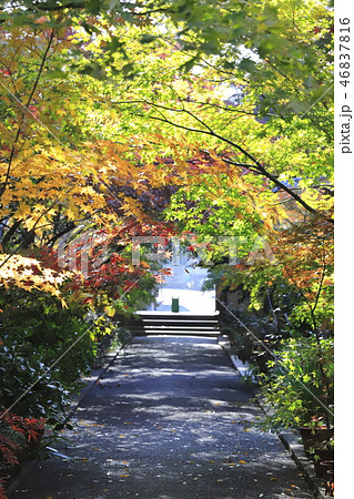 薬師寺　　東京都足立区伊興 46837816