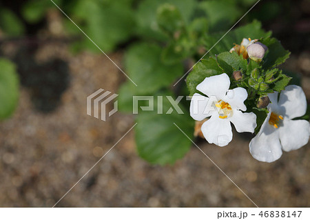 バコパの花と雨雫 バコパの花と雨雫 46838147