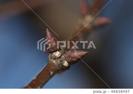自然　植物　ケヤキ、花をつけた枝の冬芽。丸いのは種子ごと落ちた枝痕。普通の冬芽と印象が違います 46838497