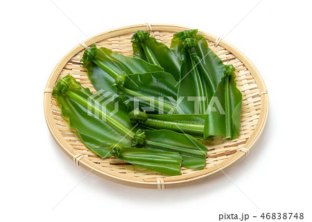 オオタニワタリ 46838748