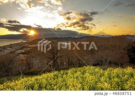 富士山と菜の花 吾妻山公園 富士山と菜の花 吾妻山公園 46838751