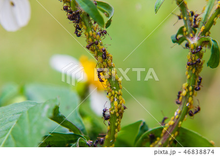 close up aphids over a stem in the garden close up aphids over a stem in the garden 46838874