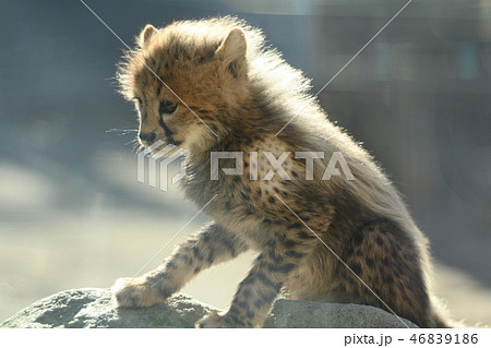 多摩動物公園・チーターの赤ちゃん 多摩動物公園・チーターの赤ちゃん 46839186