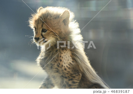 多摩動物公園・チーターの赤ちゃん 多摩動物公園・チーターの赤ちゃん 46839187