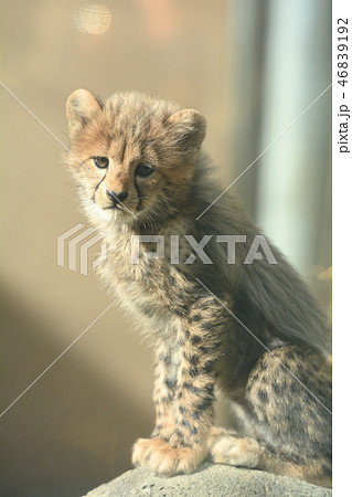 多摩動物公園 チーターの赤ちゃんの写真素材