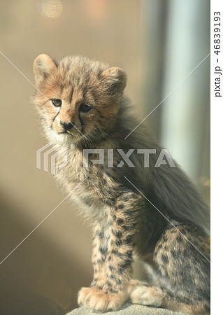 多摩動物公園 チーターの赤ちゃんの写真素材