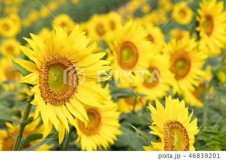 ヒマワリの花畑 46839201