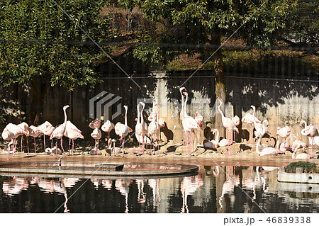 多摩動物公園のフラミンゴ 46839338