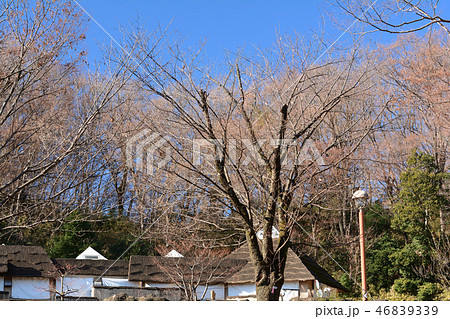 多摩動物公園 46839339