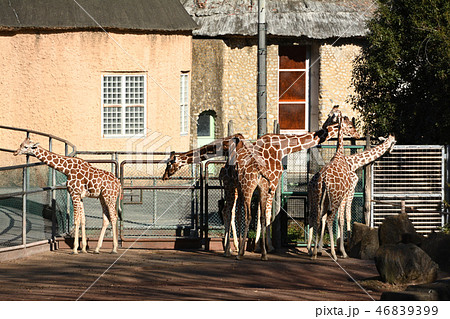 多摩動物公園のキリン 46839399