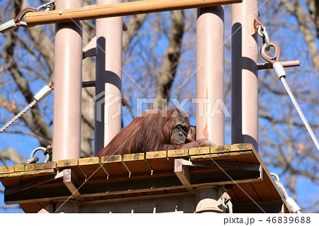 多摩動物公園のオランウータンの写真素材 4696