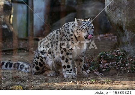 多摩動物公園のユキヒョウ 46839821