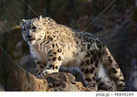 多摩動物公園のワシ 多摩動物公園のワシ 46840164