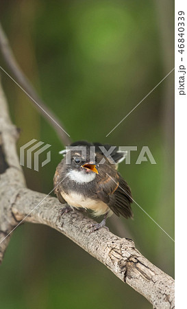 Bird (Malaysian Pied Fantail) in a nature wild 46840339