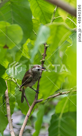 Bird (Yellow-vented Bulbul) on tree in nature wild Bird (Yellow-vented Bulbul) on tree in nature wild 46840366