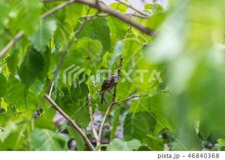 Bird (Yellow-vented Bulbul) on tree in nature wild Bird (Yellow-vented Bulbul) on tree in nature wild 46840368