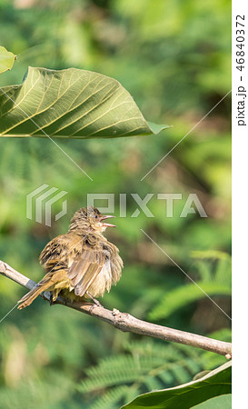 Bird (Streak-eared bulbul) on tree in nature wild Bird (Streak-eared bulbul) on tree in nature wild 46840372