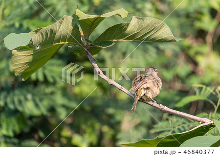 Bird (Streak-eared bulbul) on tree in nature wild Bird (Streak-eared bulbul) on tree in nature wild 46840377