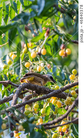 Bird (Yellow-vented Bulbul) on tree in nature wild Bird (Yellow-vented Bulbul) on tree in nature wild 46840378