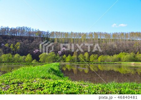 春 田園風景 美瑛 春 田園風景 美瑛 46840481