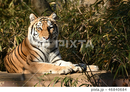 多摩動物公園のトラ 46840684
