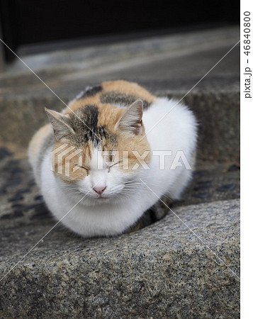 三毛猫の写真素材 [46840800] - PIXTA