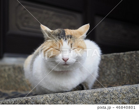 三毛猫 三毛猫 46840801