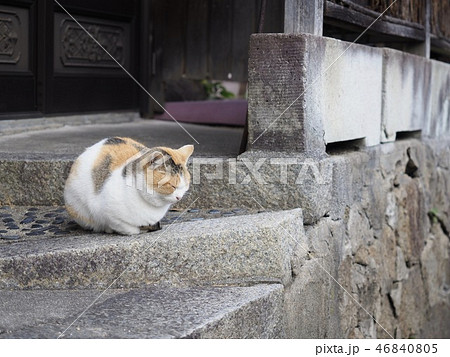 三毛猫 46840805