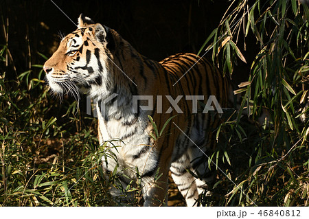 多摩動物公園のトラ 46840812