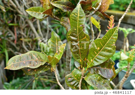 クロトンの葉 クロトンの葉 46841117