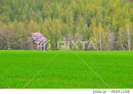 春　美瑛　原野風景 46841288