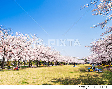 満開の桜並木 46841310