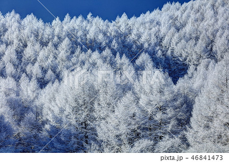 聖高原の霧氷 46841473