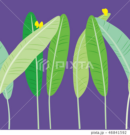 パターン 芭蕉と蝶 紫色 46841592
