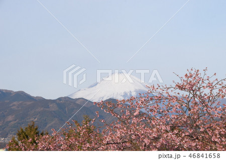 桜 富士山 桜 富士山 46841658