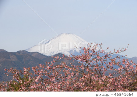 桜 富士山 桜 富士山 46841664