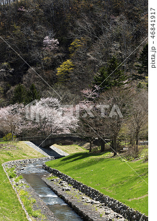 桜　　滝野すずらん丘陵公園 46841917