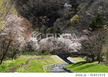 桜　　滝野すずらん丘陵公園 46841918