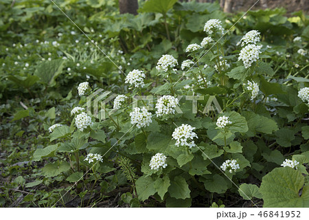 オオユリワサビ　せたな町 46841952