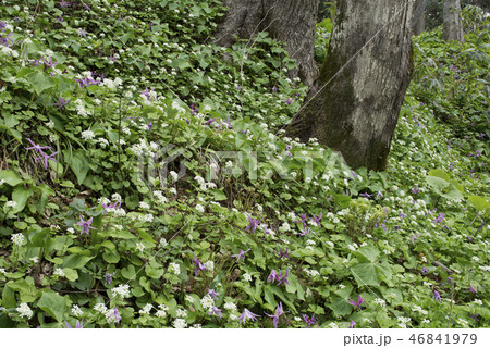 オオユリワサビの群落　今金町 46841979