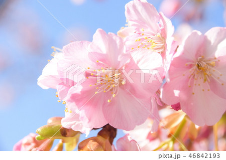 桜 桜 46842193