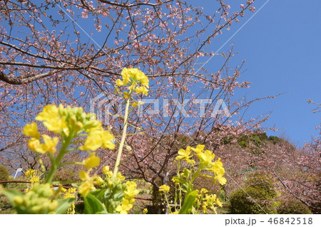 桜 46842518