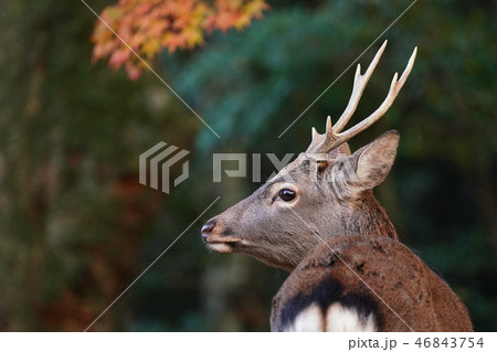 奈良公園　鹿と紅葉 46843754